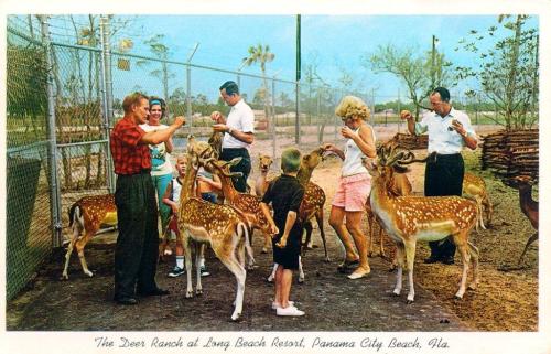 Deer Ranch Postcard 1960s